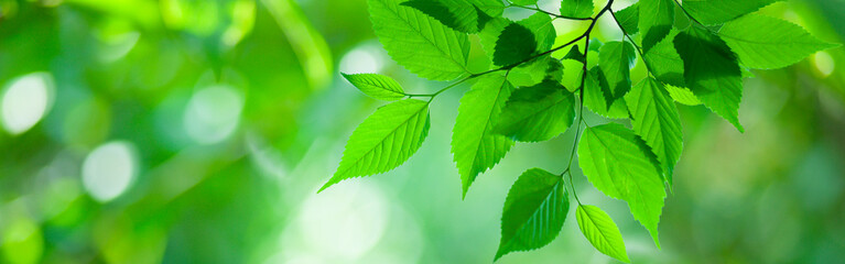 green leaves banner