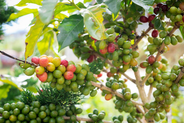 Coffee bean, Coffee tree.