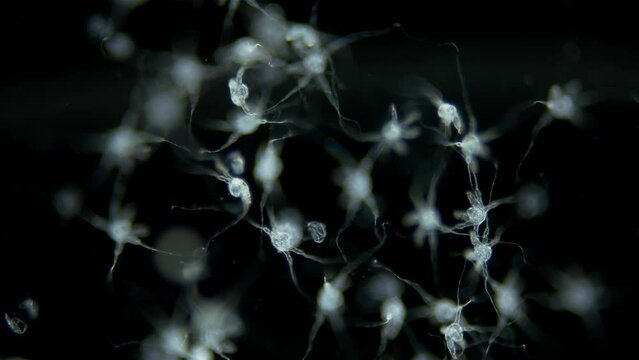 Larvae of sea spider Phoxichilidium femoratum under microscope, order Pantopoda. Protonymphon stage. After hatching, they parasitize Anthoathecata. White sea