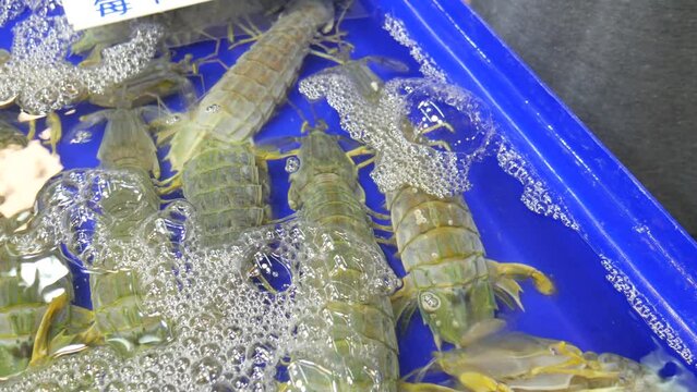 raw live fresh mantis shrimp in water bucket for sale at asian thailand fish market