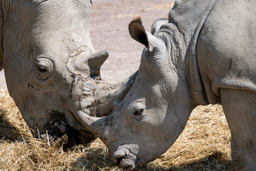 Naklejka premium Duos de rhinocéros 
