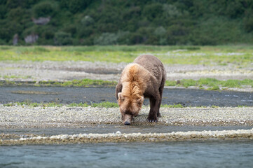 Weiblicher Grizzlybär auf Nahrungssuche an einem  Fluss in Alaska