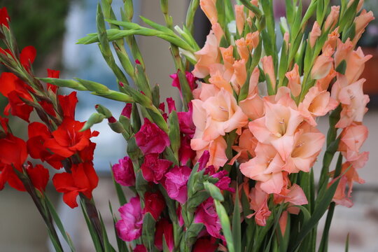 A bouquet of colorful gladioli flowers. Background.