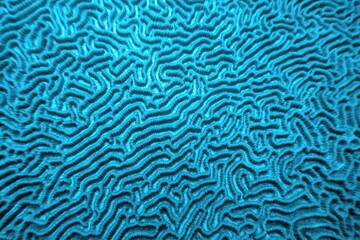 Organic texture of the hard brain coral. Abstract blue textured  background.