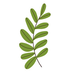 plant twig on white background vector
