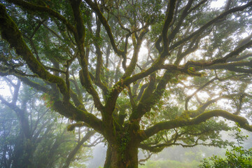 Fanal forest , old mystical tree in Madeira island, Unesco