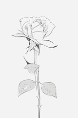 single_black_line_drawn_rose_no_colour_white_background