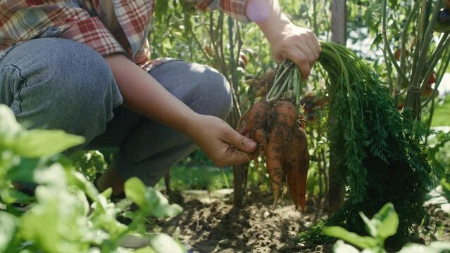 Farmer cleaning a bunch of carrots. Shot with RED helium camera in 8K. 