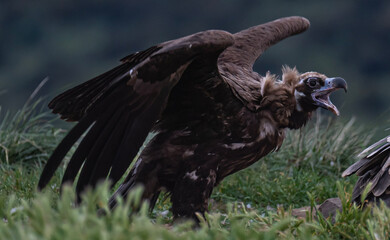 vulture in flight