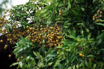 longan and longan tree