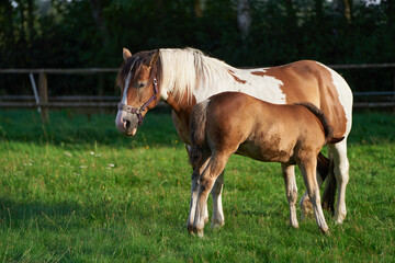 Portrait of baby horse foal suckling milk from her mare. Mare feeds her newborn foal with milk