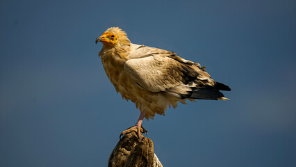 Egyptian vulture