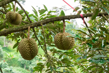 Durian fruit on tree, Durians are the king of fruits in thailand