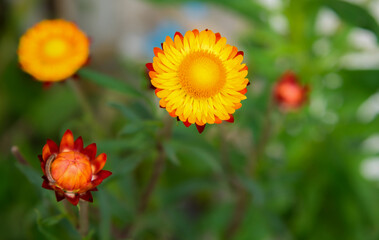 Colorful Straw Flowers, Everlasting Flower Meadows