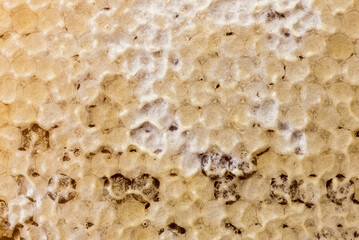 Close up honey comb