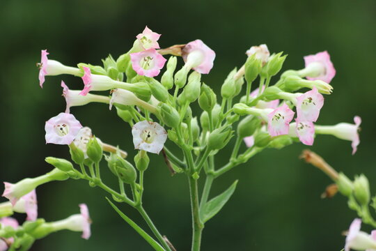 Common tobacco, Nicotiana tabacum. Inflorescence of tobacco flowers.