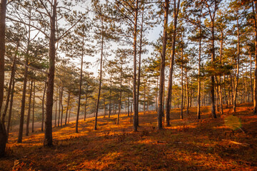 Pine forest
