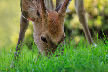 草を食べる野生の鹿、北海道