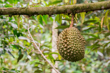 Durian tree, Fresh durian fruit on tree, Durian struck Lae, Durian Line Lae, durian in uttaradit thailand