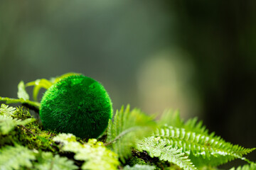 Environment. Green globe on grass moss in forest, Green planet with abstract defocused bokeh lights, Environmental conservation concept. Elements of this image furnished by NASA