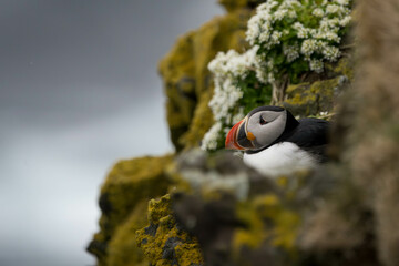 Papageientaucher auf Island