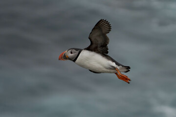 Papageientaucher auf Island