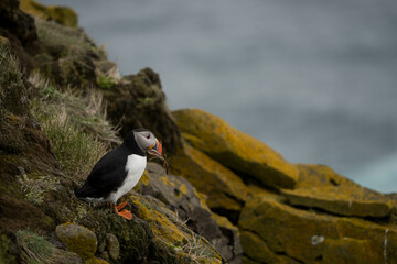 Papageientaucher auf Island