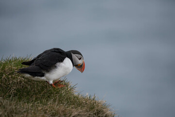 Papageientaucher auf Island