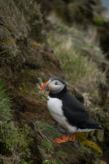 Papageientaucher auf Island