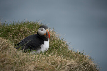 Papageientaucher auf Island