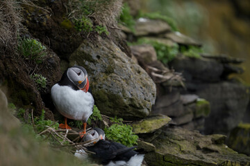 Papageientaucher auf Island