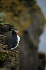 Papageientaucher auf Island