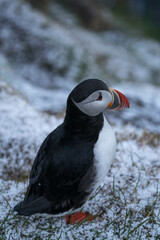 Papageientaucher auf Island