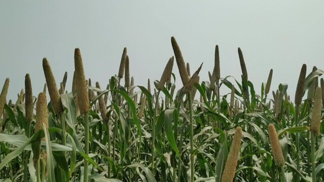 Millet an important cereal crop in field, a widely cultivated cereal native to warm regions. raw millet grains plants and afternoon time