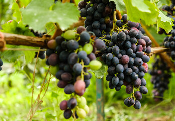 Growing blue grapes in the garden. Ripening blue grapes in autumn. Harvesting blue grapes.