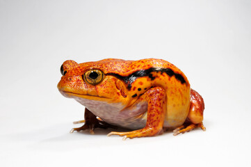 Tomato frog, false tomato frog // Südlicher Tomatenfrosch (Dyscophus guineti) - Madagascar