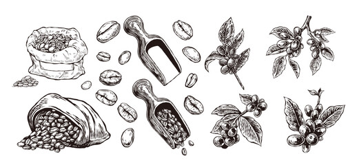 set of coffee bean hand-drawn vector illustration
