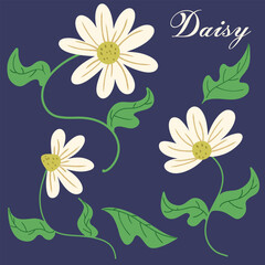 daisies and leaves set vector