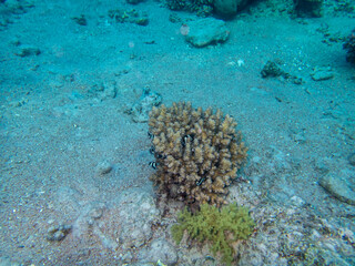 Fototapeta na wymiar Fish swim around a large coral in the Red Sea coral reef
