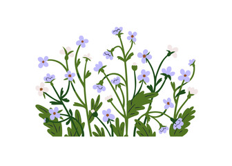 Forget-me-nots, spring flowers group, cluster decoration. Decorative wildflowers, blossomed blooms and leaves. Floral botanical decor. Flat graphic vector illustration isolated on white background