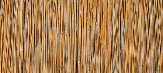 Panorama of yellow dry reed. Background and texture.