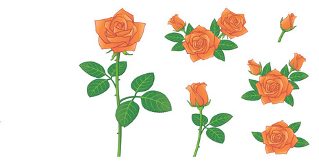 バラの花　オレンジ色　イラストセット
