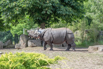 Fototapeta premium The Indian Rhino Struggle for Survival.