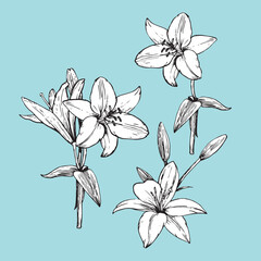 Set of hand-drawn Lilies, vector