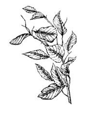 Hand-drawn illustration of branch with leaves. Vector
