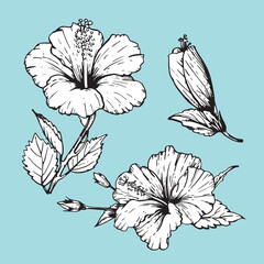 Set of hand-drawn Hibiscus, vector