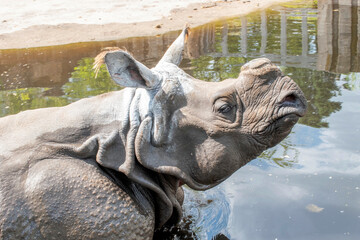 The Indian Rhino Struggle for Survival.