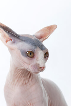 Portrait of hairless cat on white backdrop