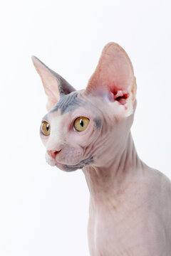 Hairless cat portrait looking left on backdrop