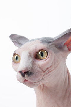 Close up of hairless cat looking left on white backdrop